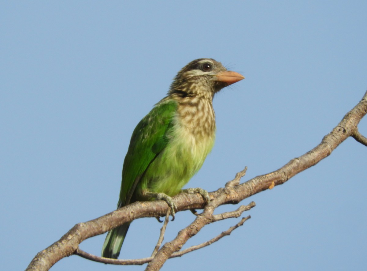 White-cheeked Barbet - Manju Sinha