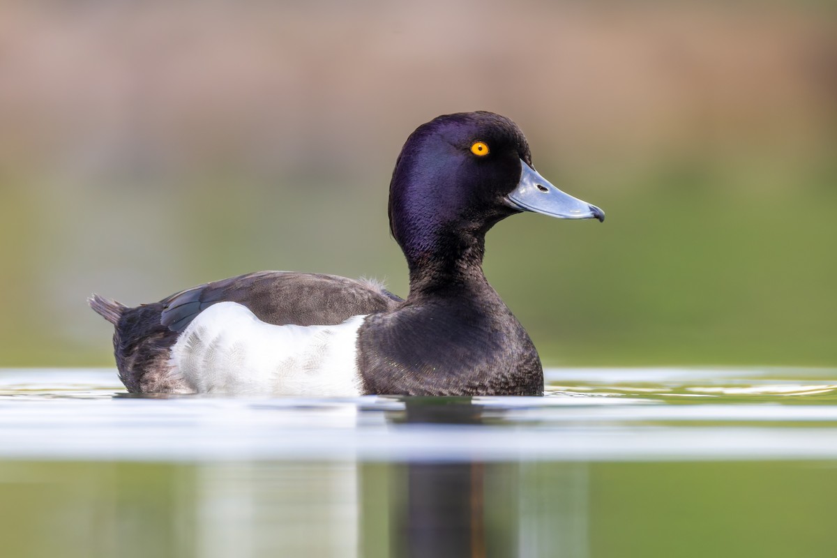 Tufted Duck - Alexis Lours