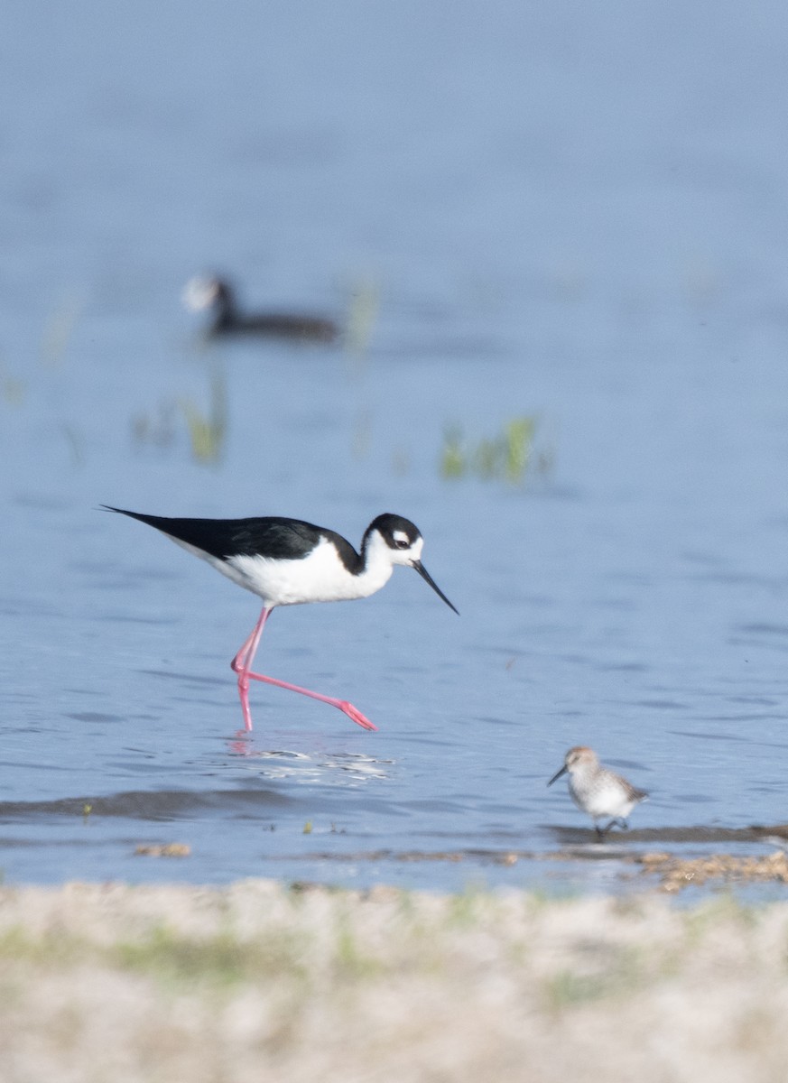 Black-necked Stilt - ML618264934