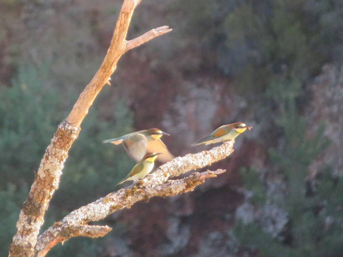 European Bee-eater - Louis Sergent