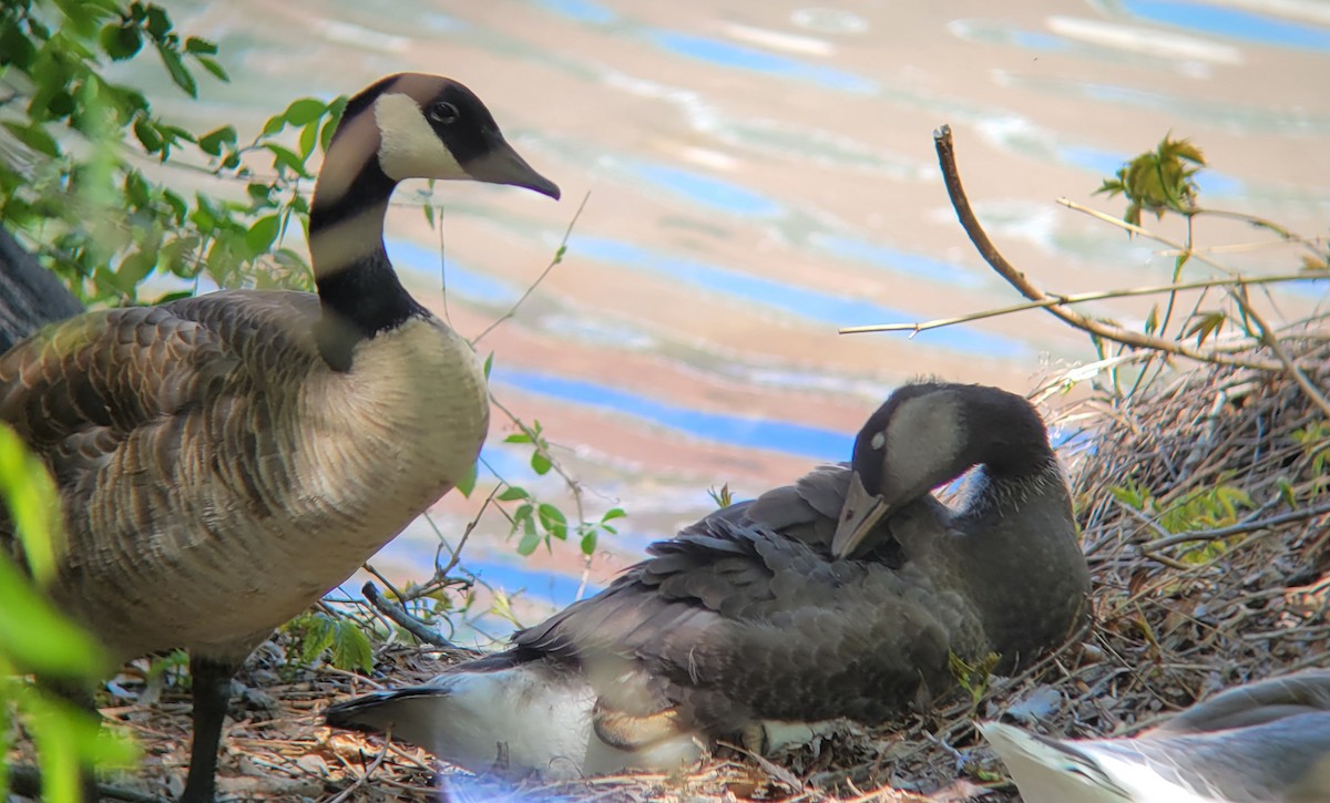 Domestic goose sp. x Canada Goose (hybrid) - ML618264946