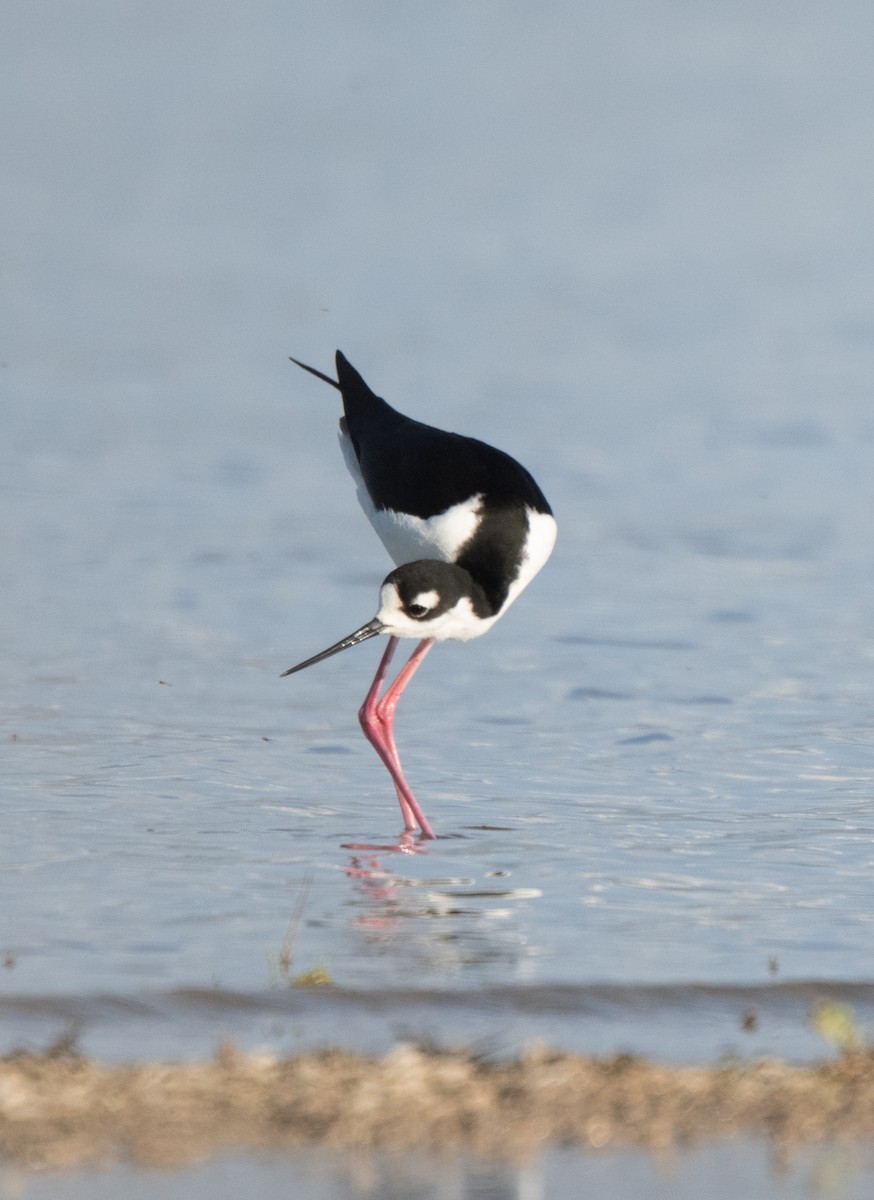 Black-necked Stilt - ML618264950