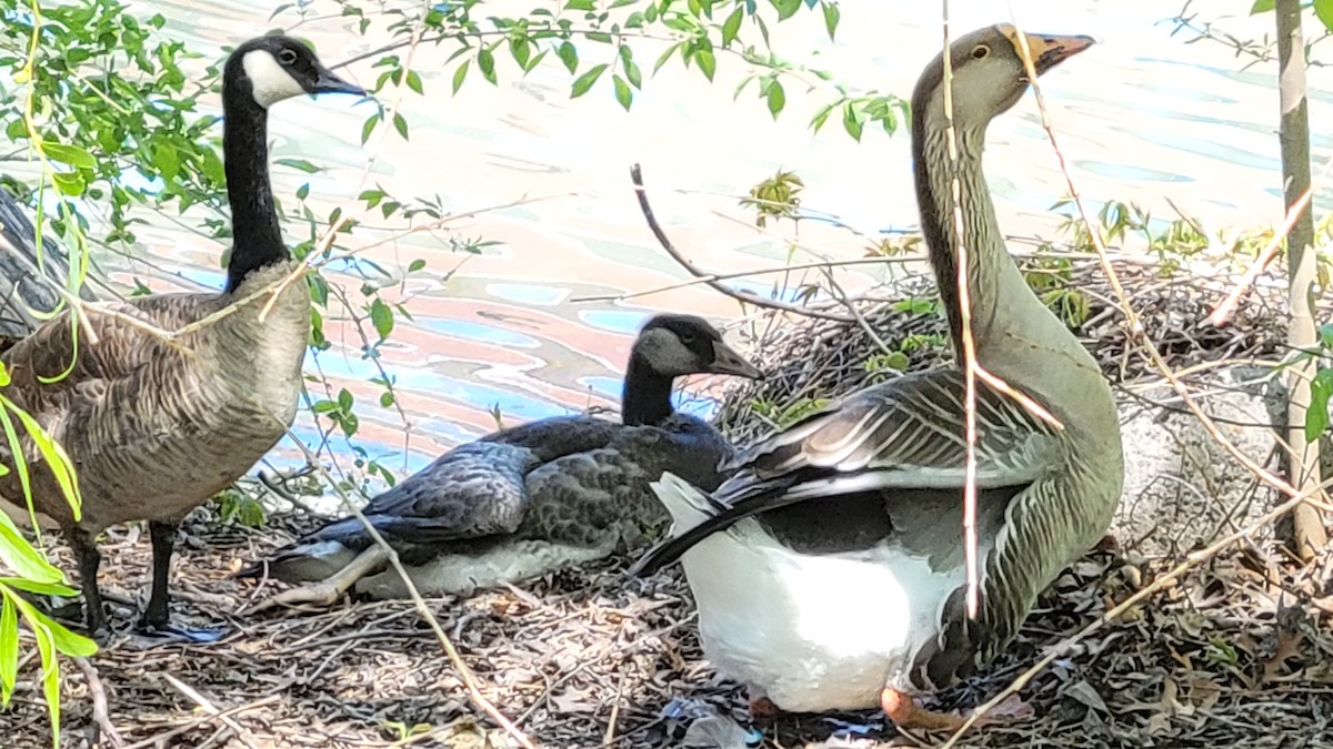 Domestic goose sp. x Canada Goose (hybrid) - Paul Hurtado