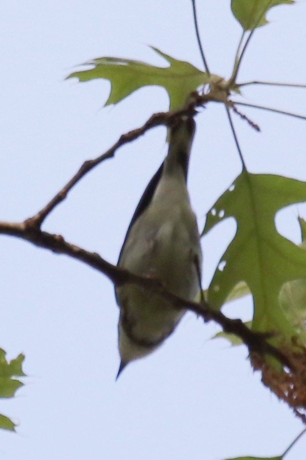 Cerulean Warbler - ML618265000