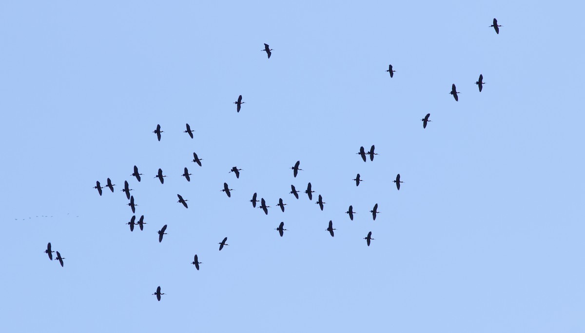 Glossy Ibis - Doug Hitchcox