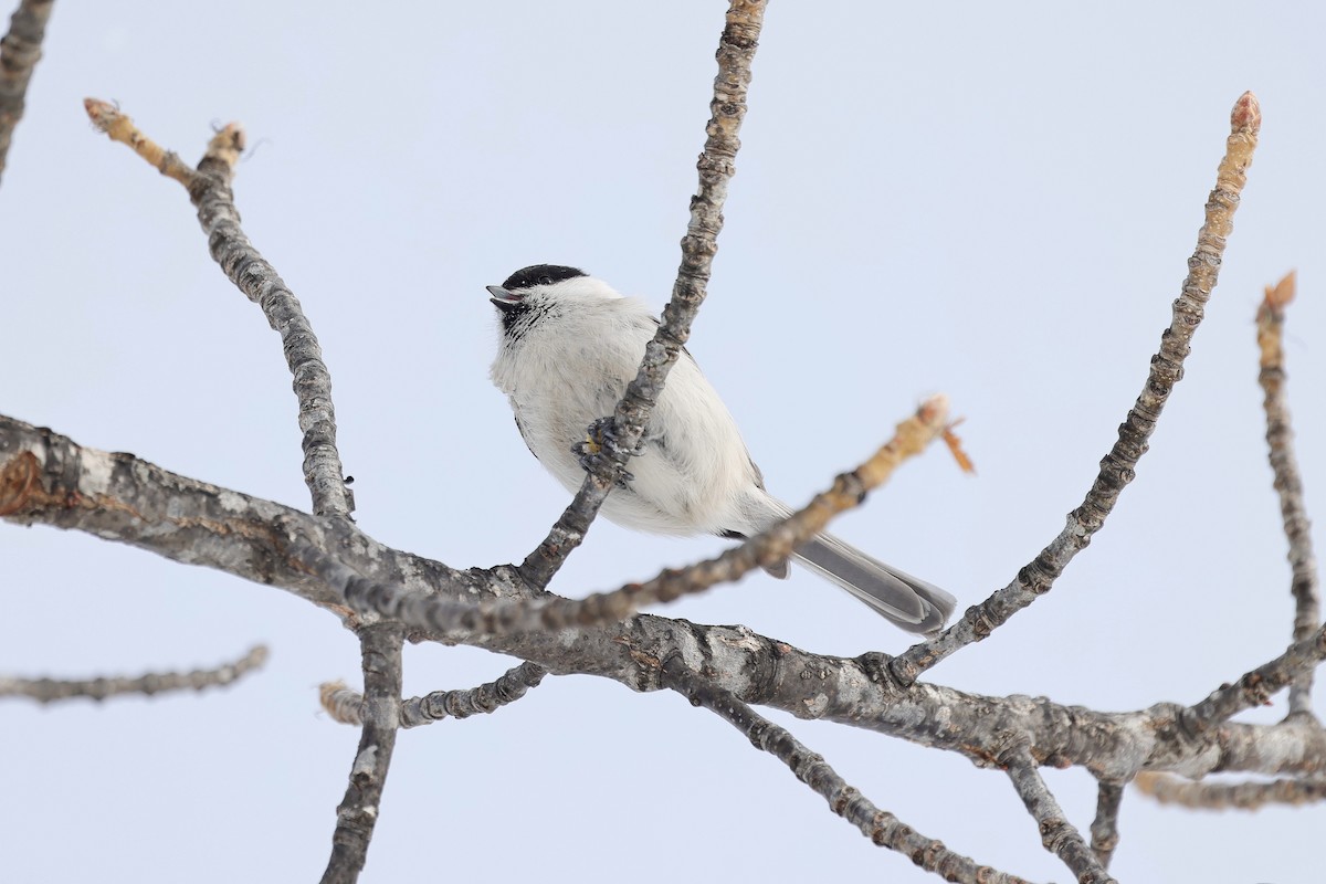 Willow Tit - Chih-Wei(David) Lin