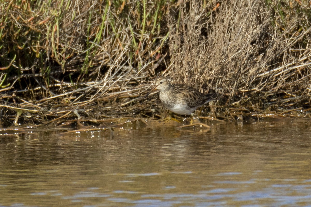 Pectoral Sandpiper - Maties Rebassa