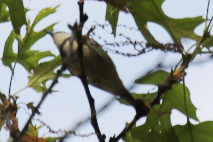 Cerulean Warbler - ML618265028