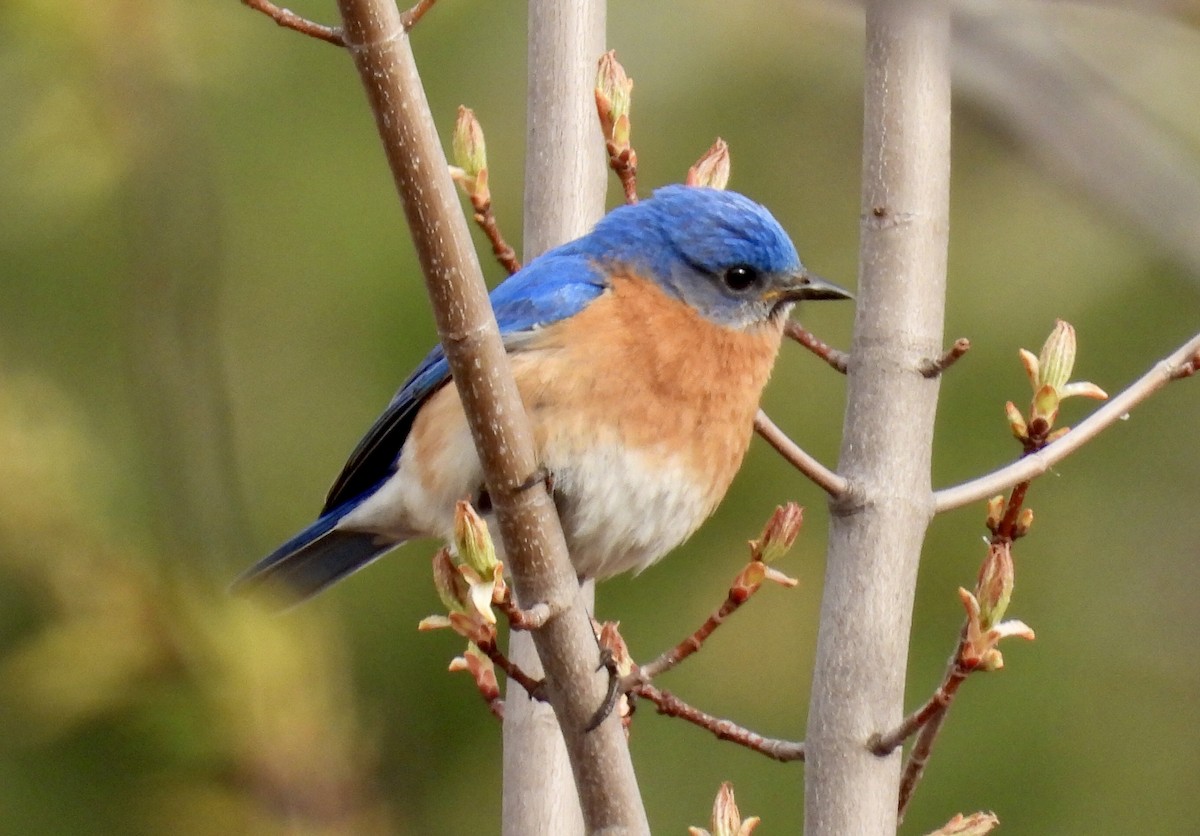 Eastern Bluebird - Martine Parent