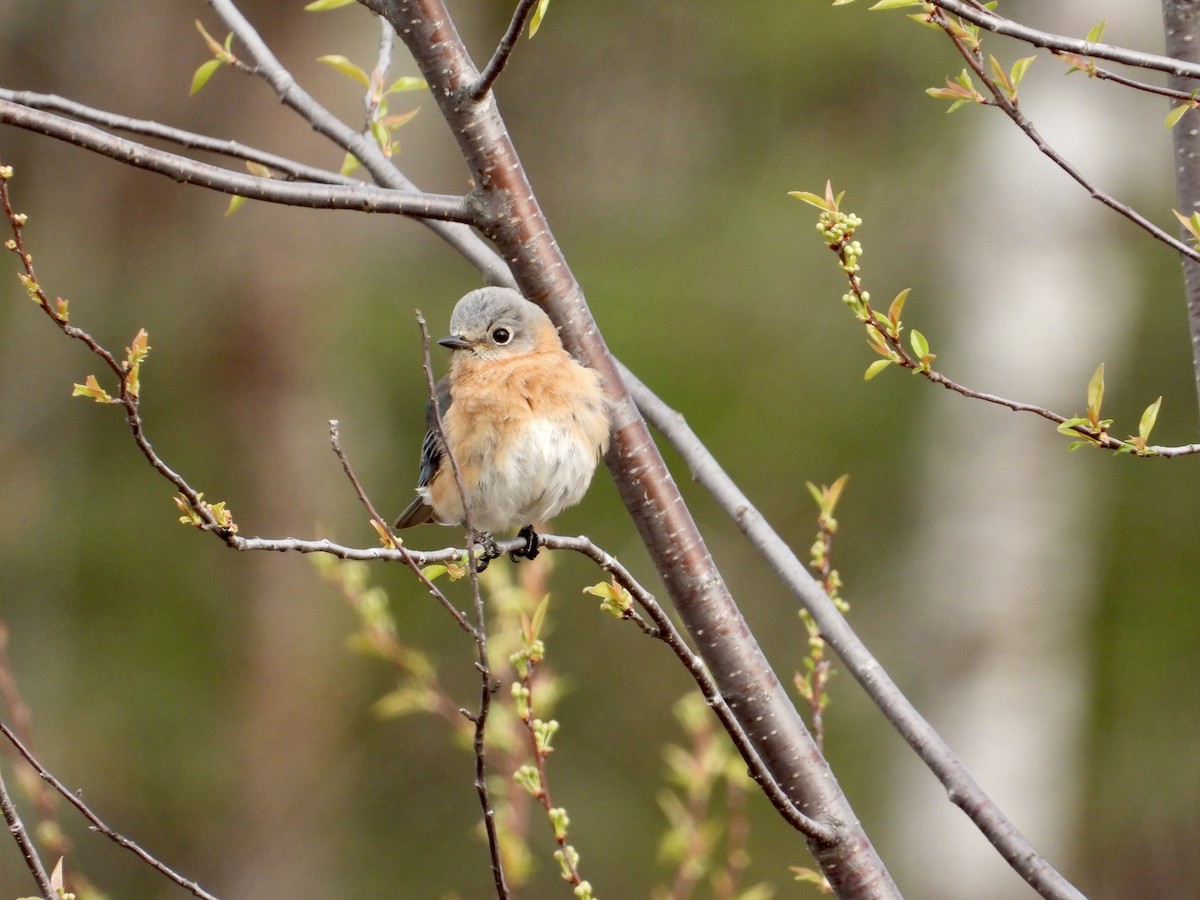 Eastern Bluebird - Martine Parent