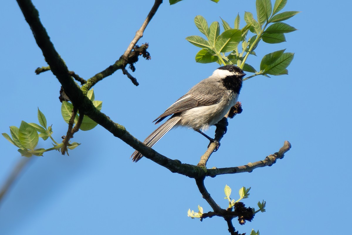 Carolina Chickadee - Timothy Flynn