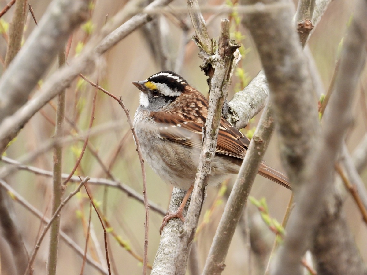 White-throated Sparrow - Martine Parent