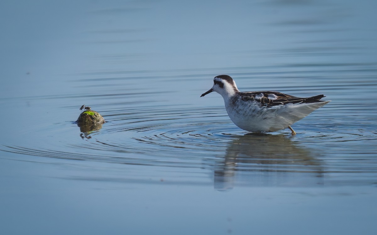 Red-necked Phalarope - 雀实可爱 鸦