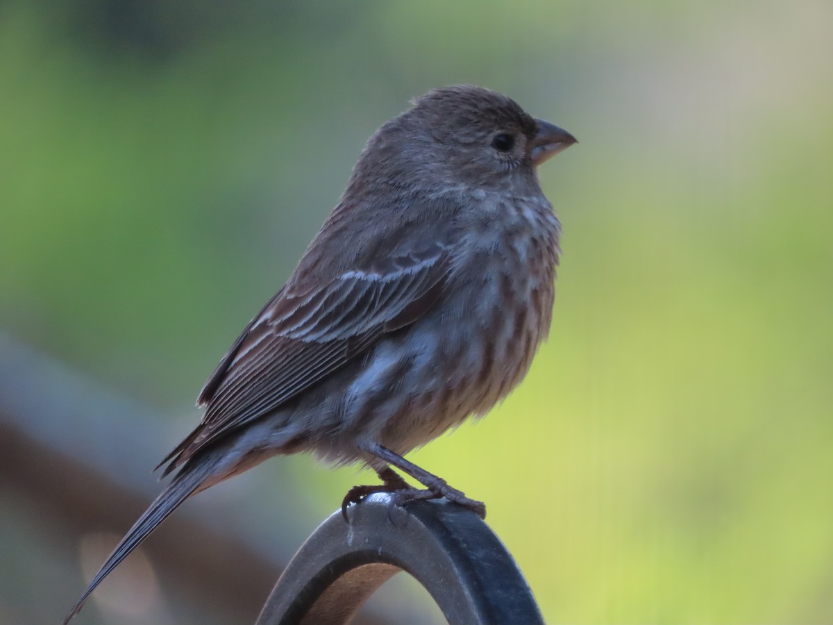 House Finch - Martha Pallin