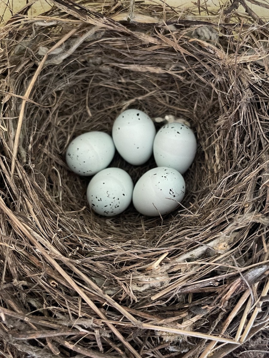 House Finch - Ann Stockert