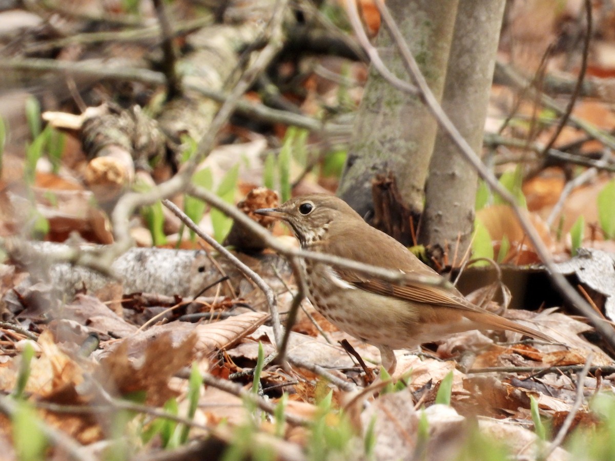 Hermit Thrush - Martine Parent