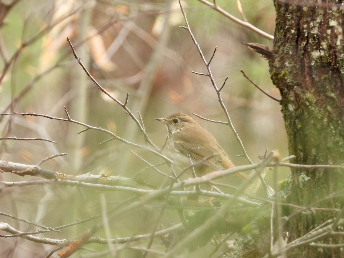 Hermit Thrush - Martine Parent