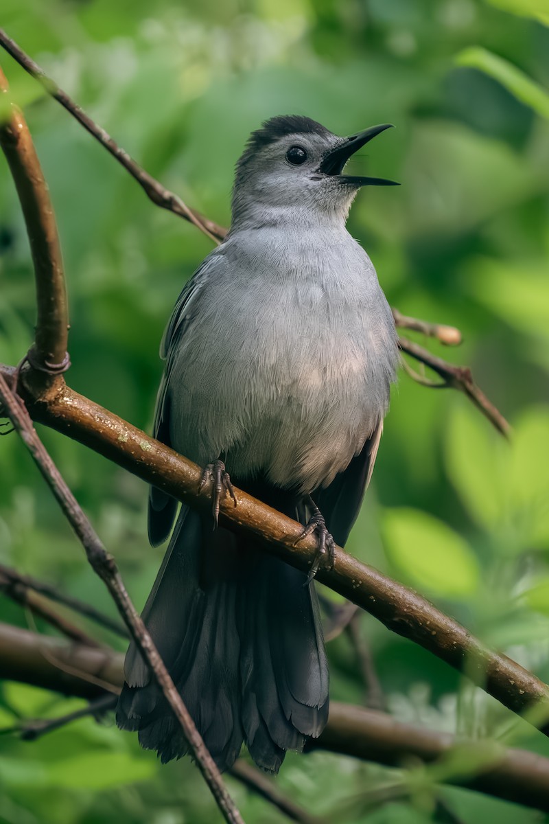 Gray Catbird - Timothy Flynn