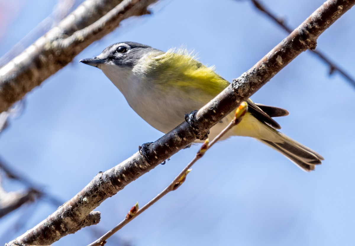 Blue-headed Vireo - Jim Carroll