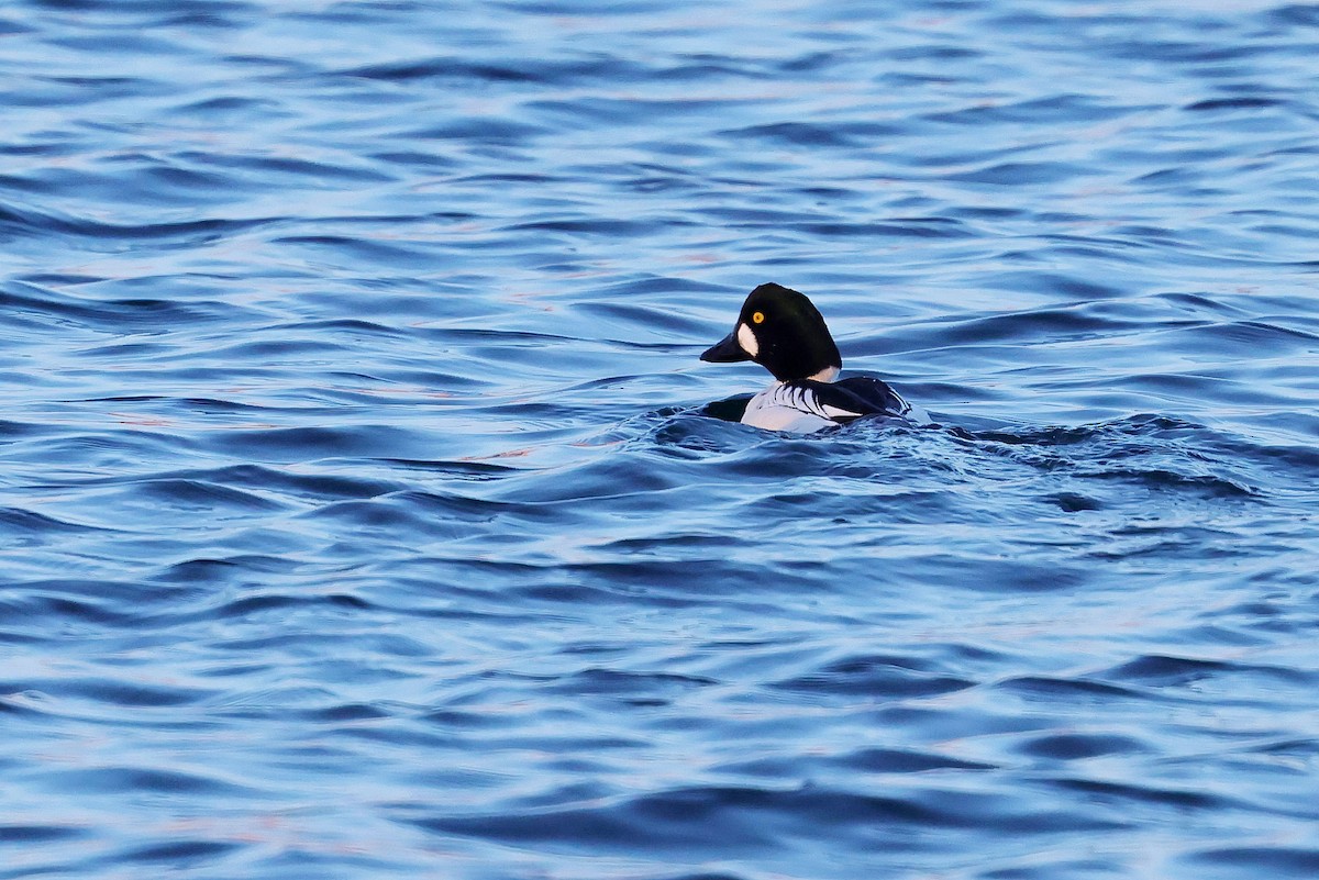 Common Goldeneye - Chih-Wei(David) Lin