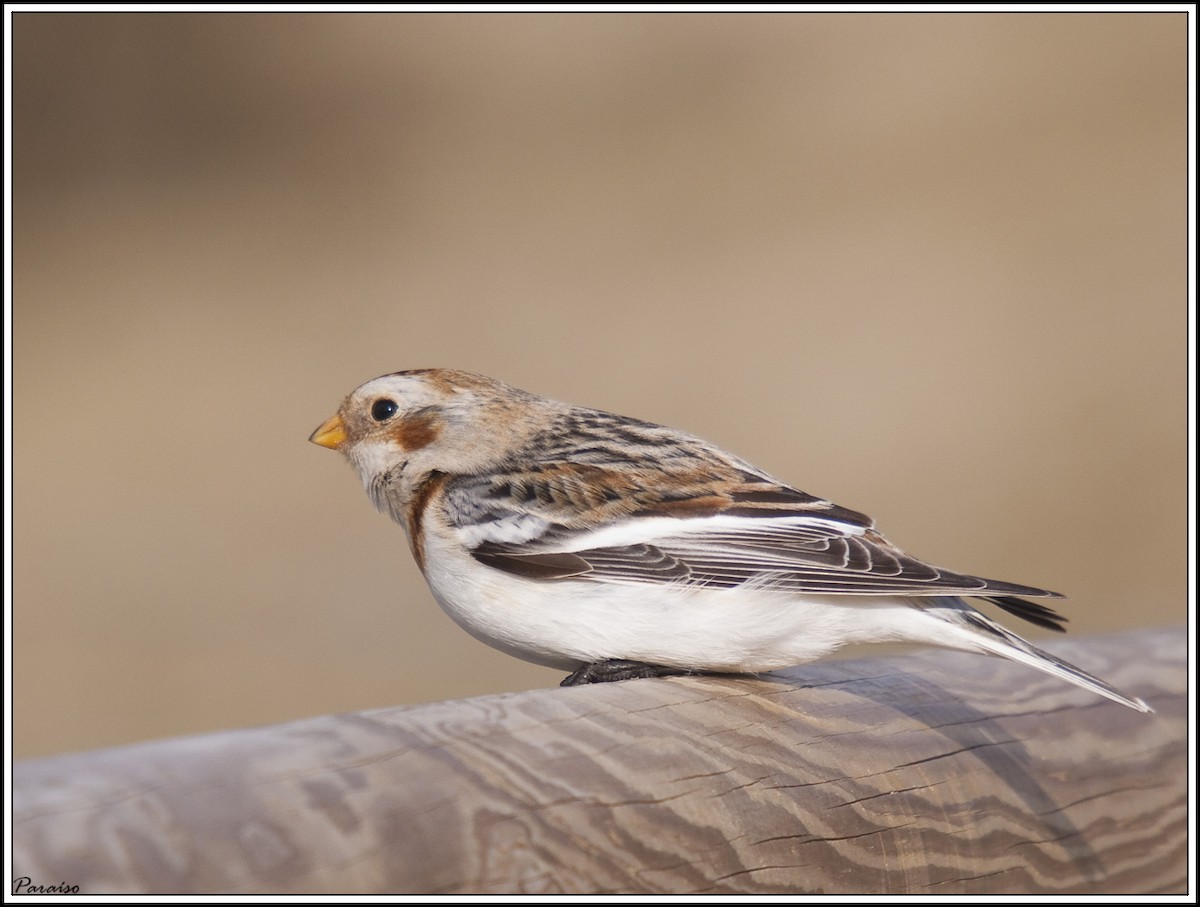 Snow Bunting - José María Paraíso Hernández