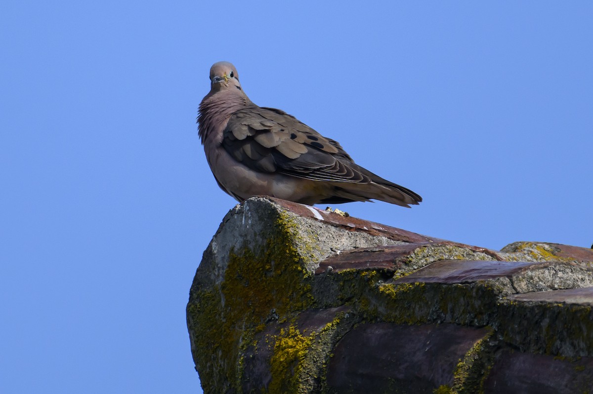 Eared Dove - Mathias Haffner