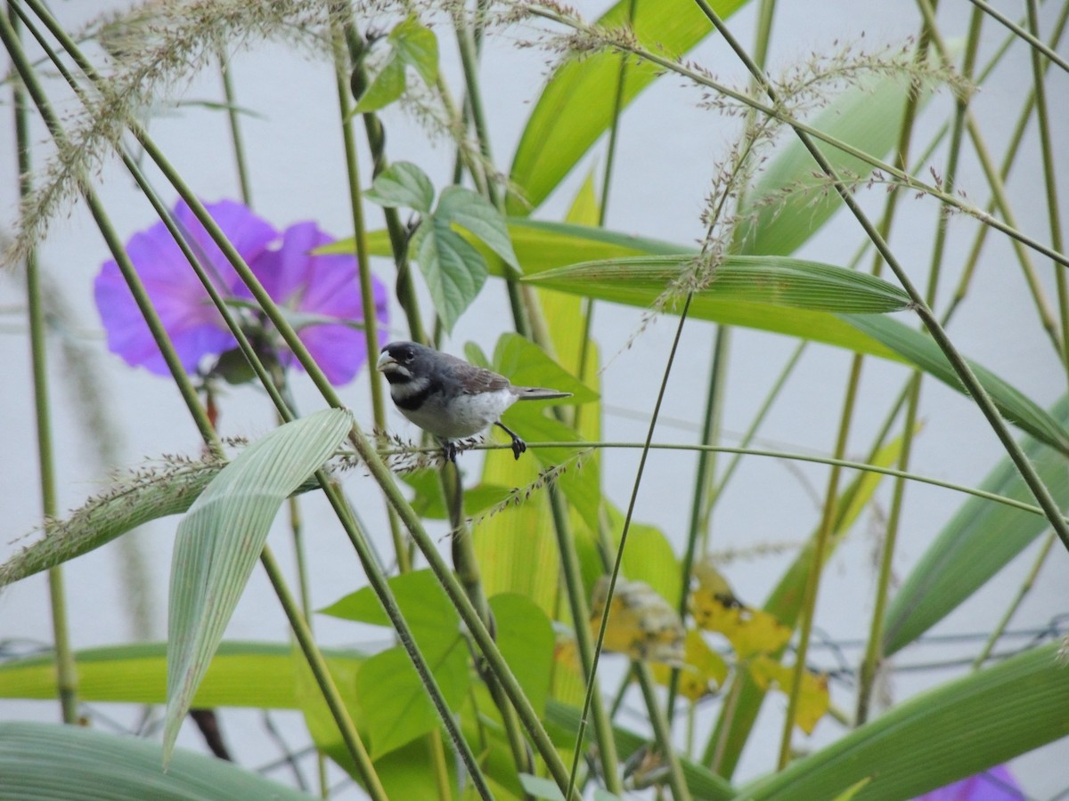 Double-collared Seedeater - María Teresa González García