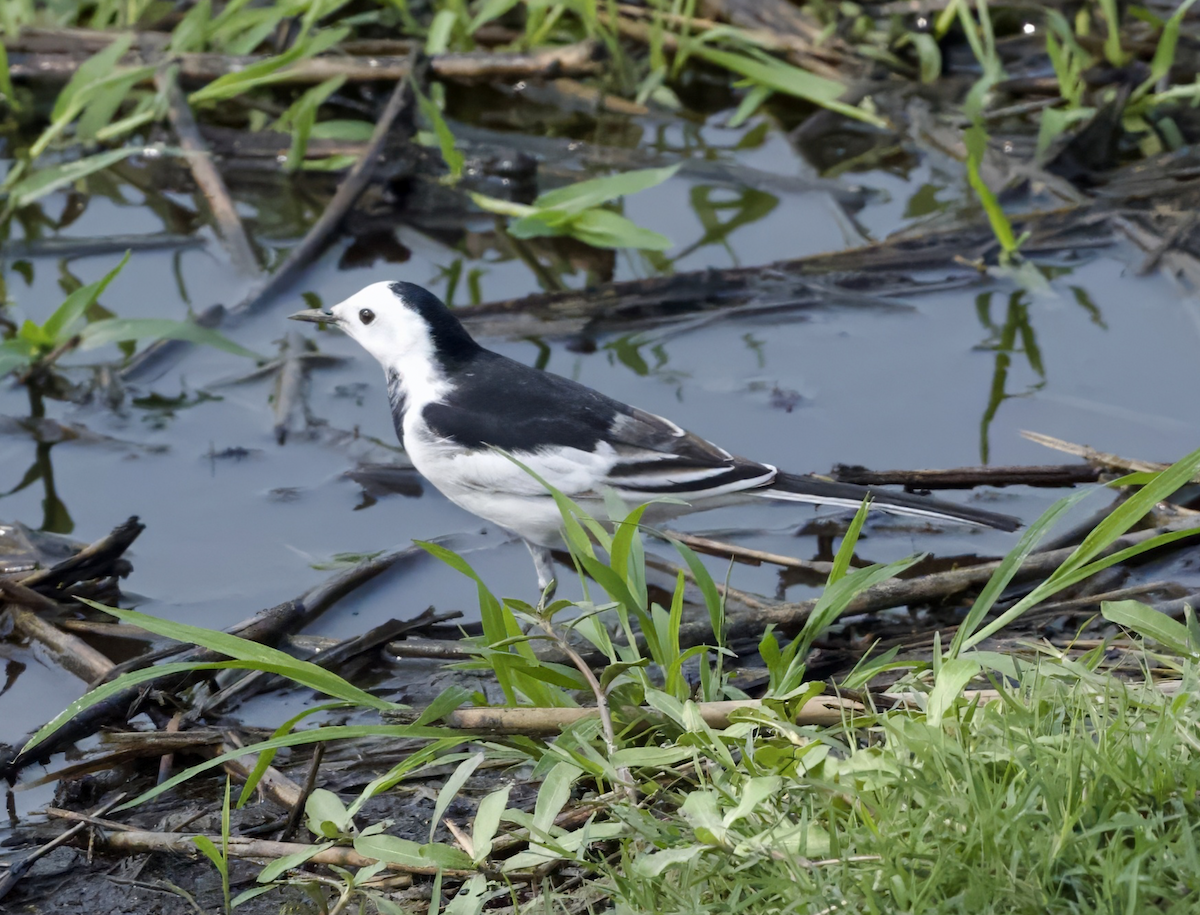 White Wagtail (Chinese) - ML618265153