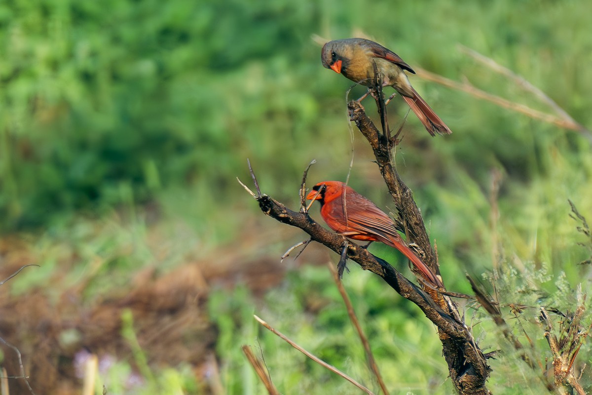 Northern Cardinal - Timothy Flynn