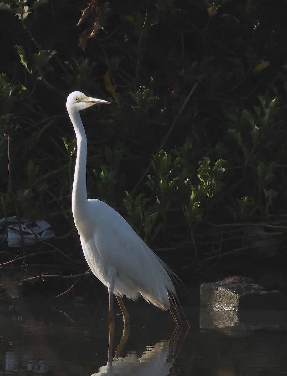 Great Egret - ML618265167