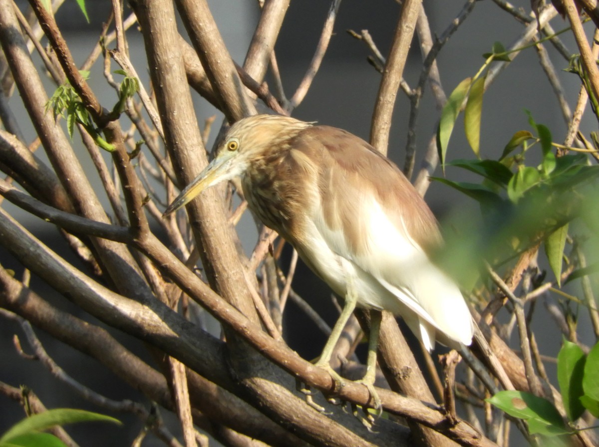 Indian Pond-Heron - Manju Sinha