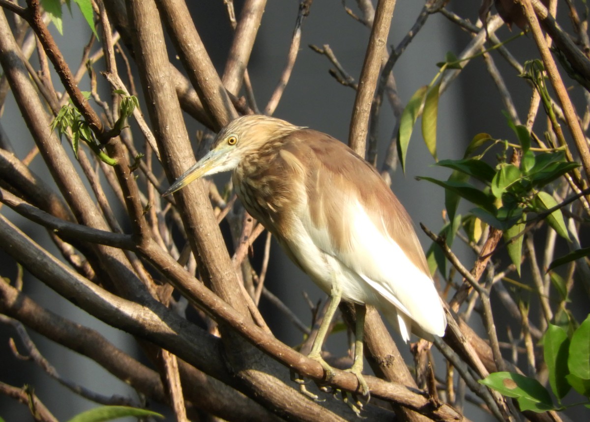 Indian Pond-Heron - Manju Sinha