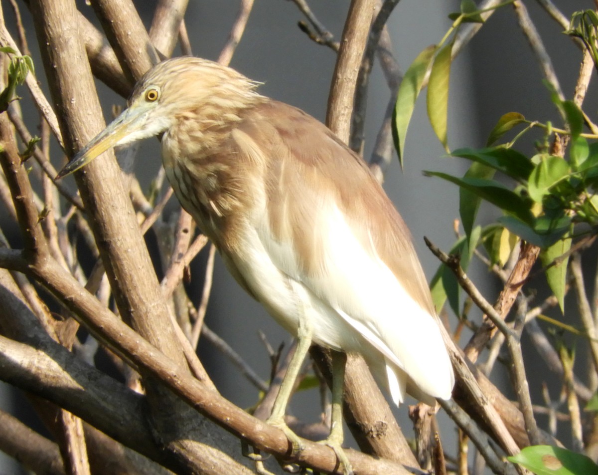 Indian Pond-Heron - Manju Sinha