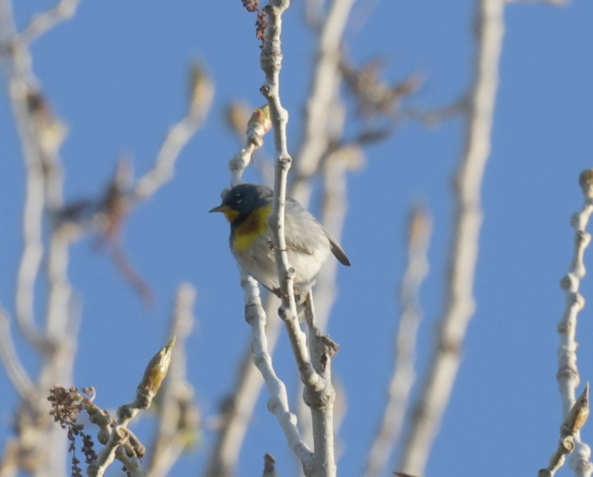 Northern Parula - ML618265199