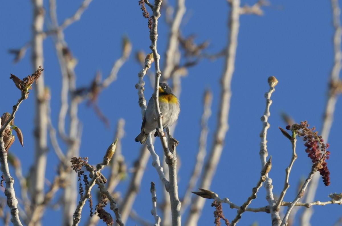 Northern Parula - Ernest Crvich