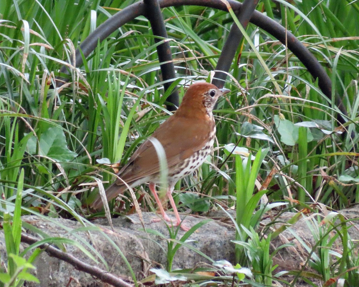 Wood Thrush - ML618265217