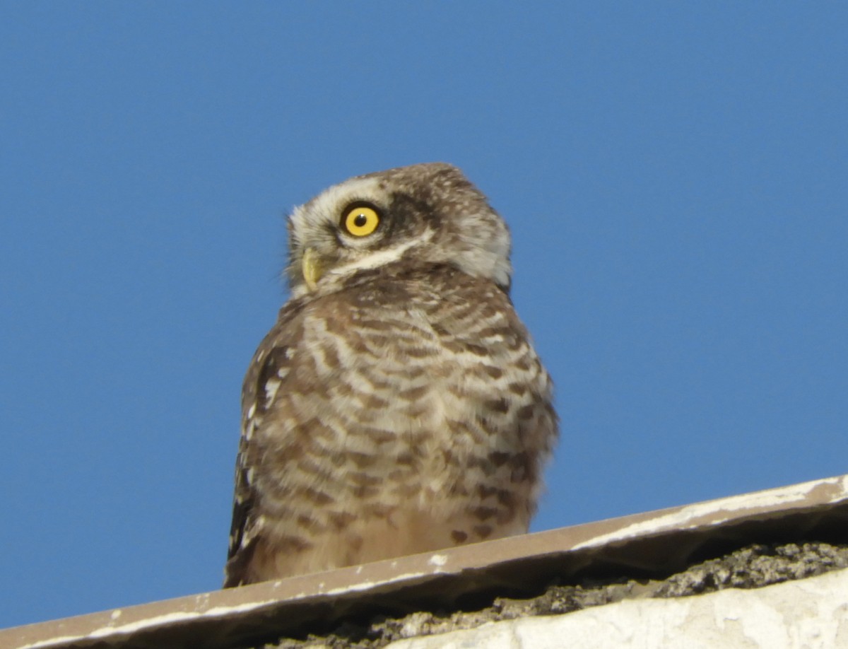 Spotted Owlet - Manju Sinha