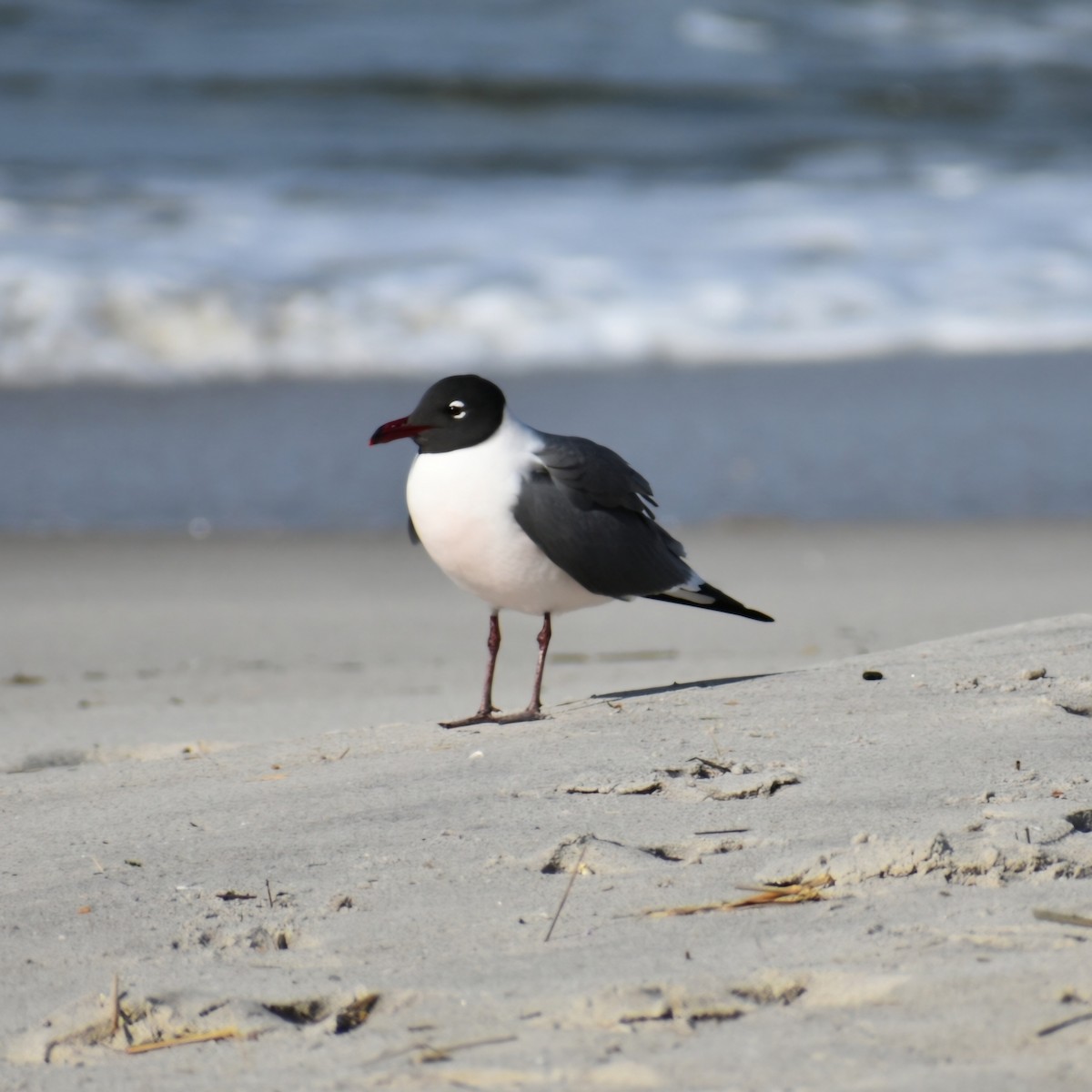 Laughing Gull - Brandy Price