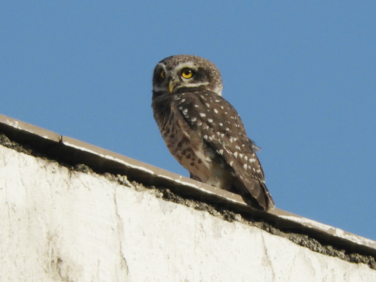 Spotted Owlet - Manju Sinha