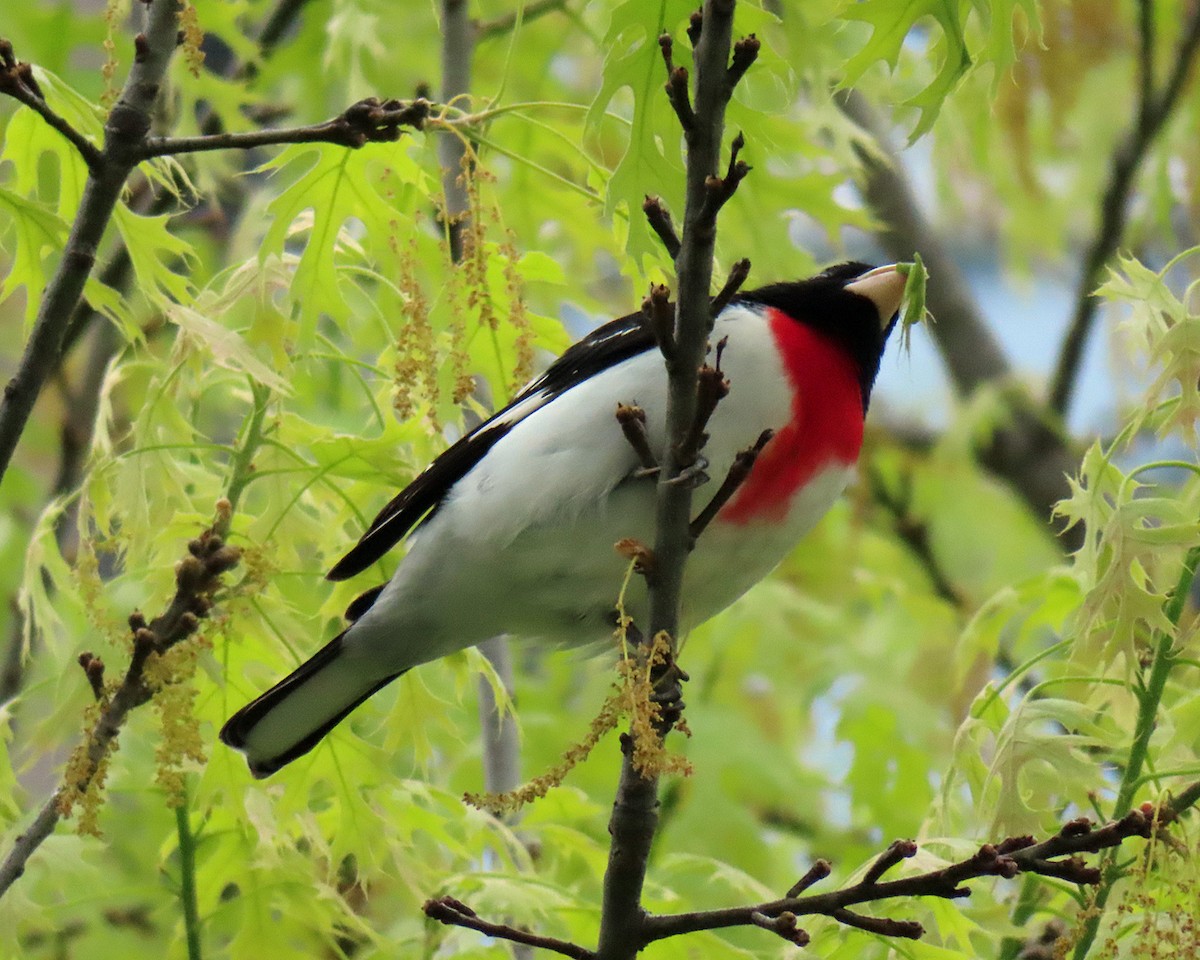 Rose-breasted Grosbeak - ML618265244