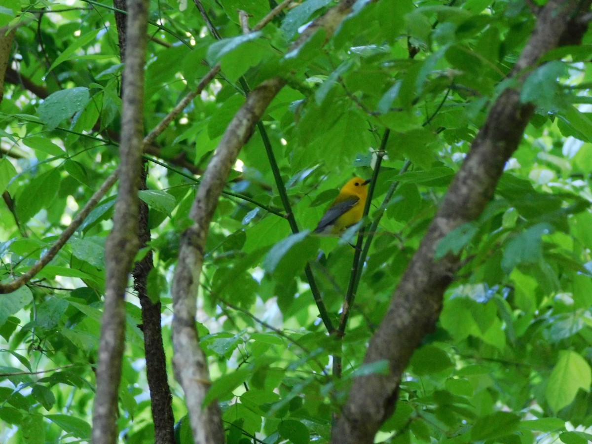 Prothonotary Warbler - ML618265245