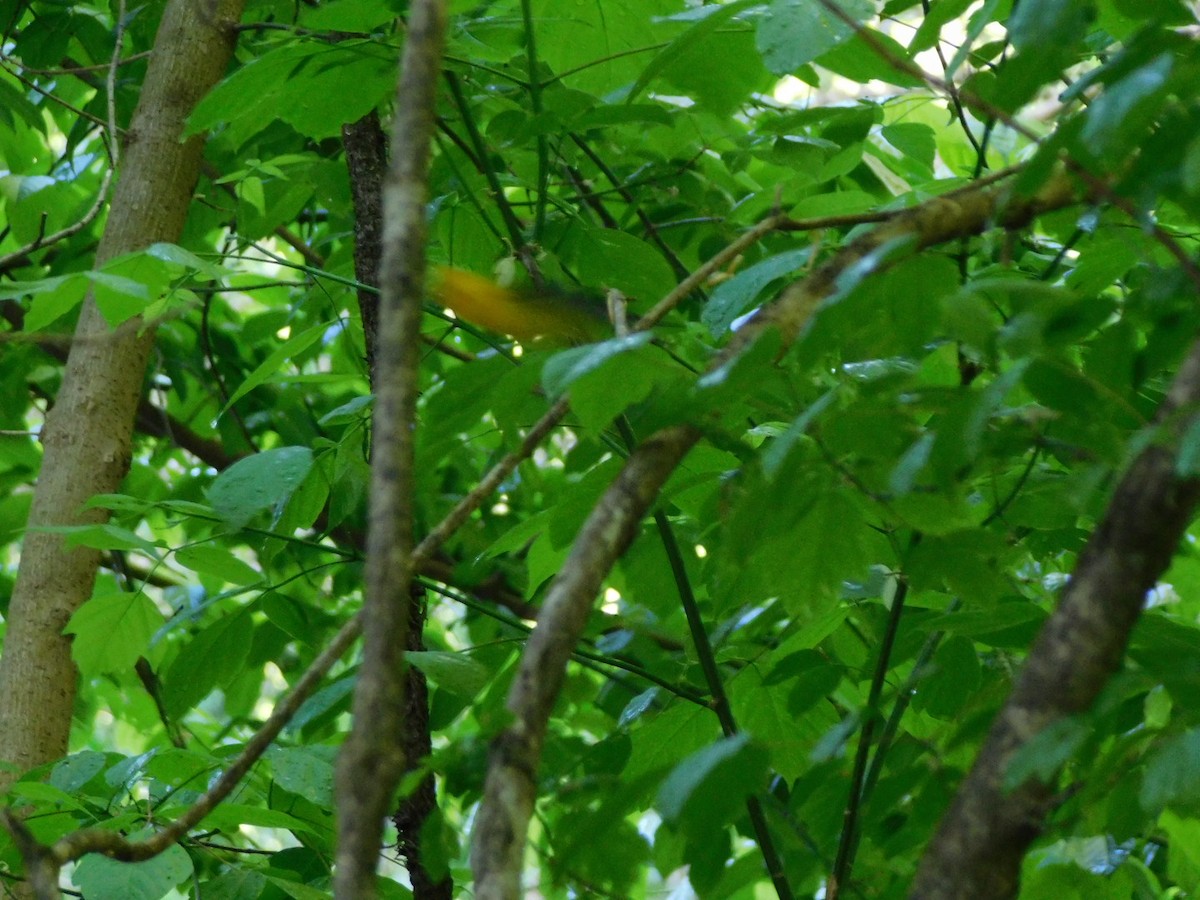 Prothonotary Warbler - ML618265246