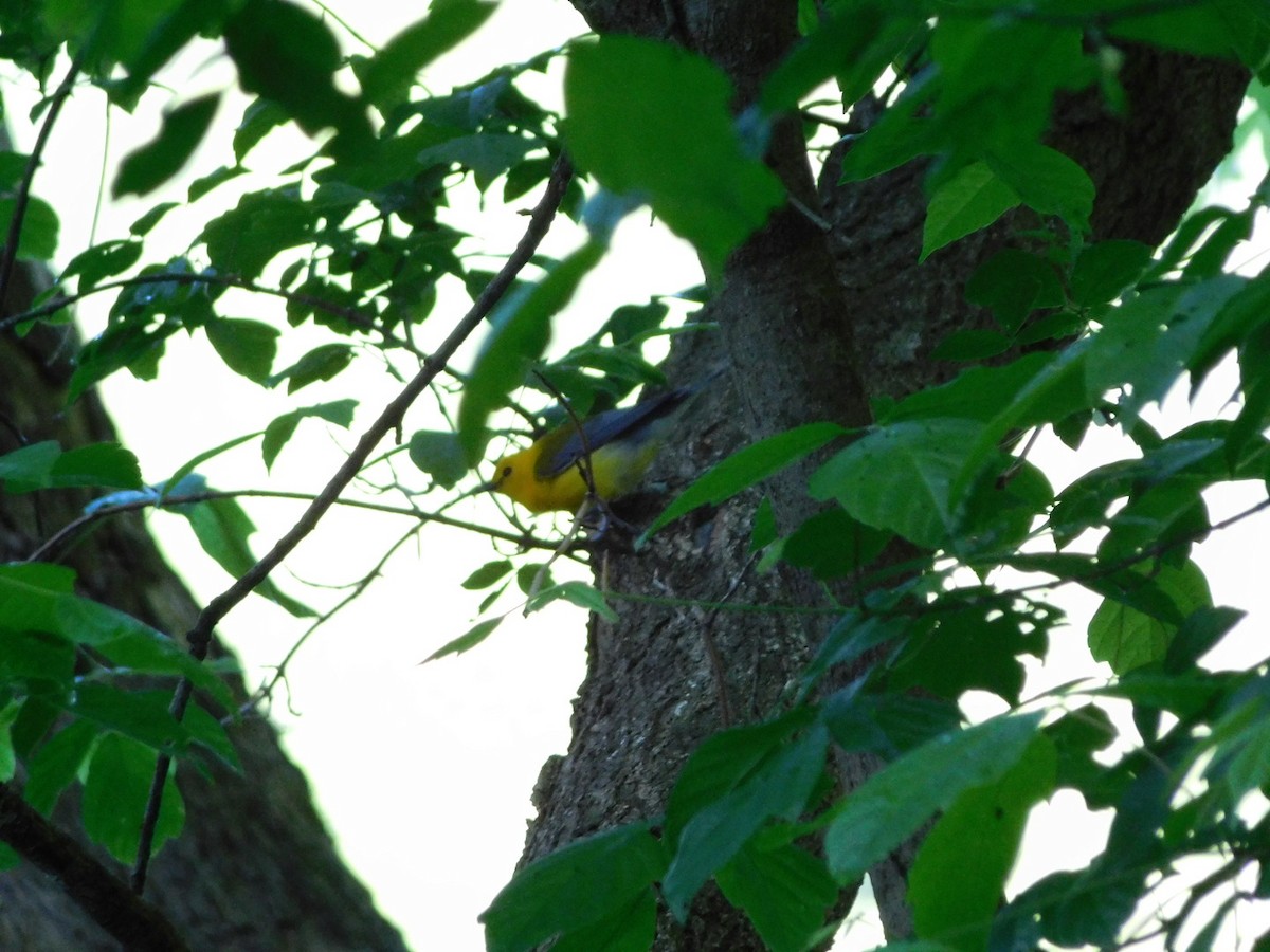 Prothonotary Warbler - Billy Falls