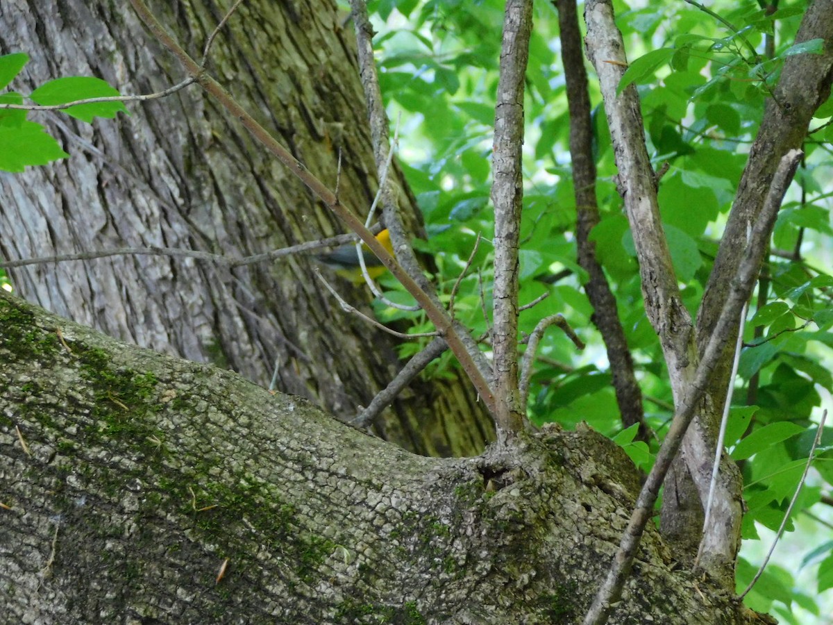 Prothonotary Warbler - ML618265249