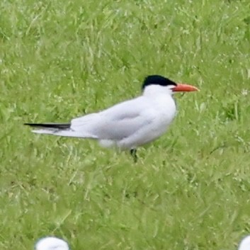 Caspian Tern - Darryl Parker