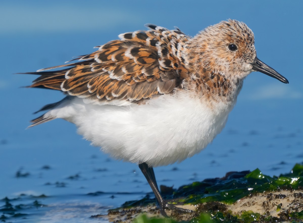 Sanderling - Mark Chappell