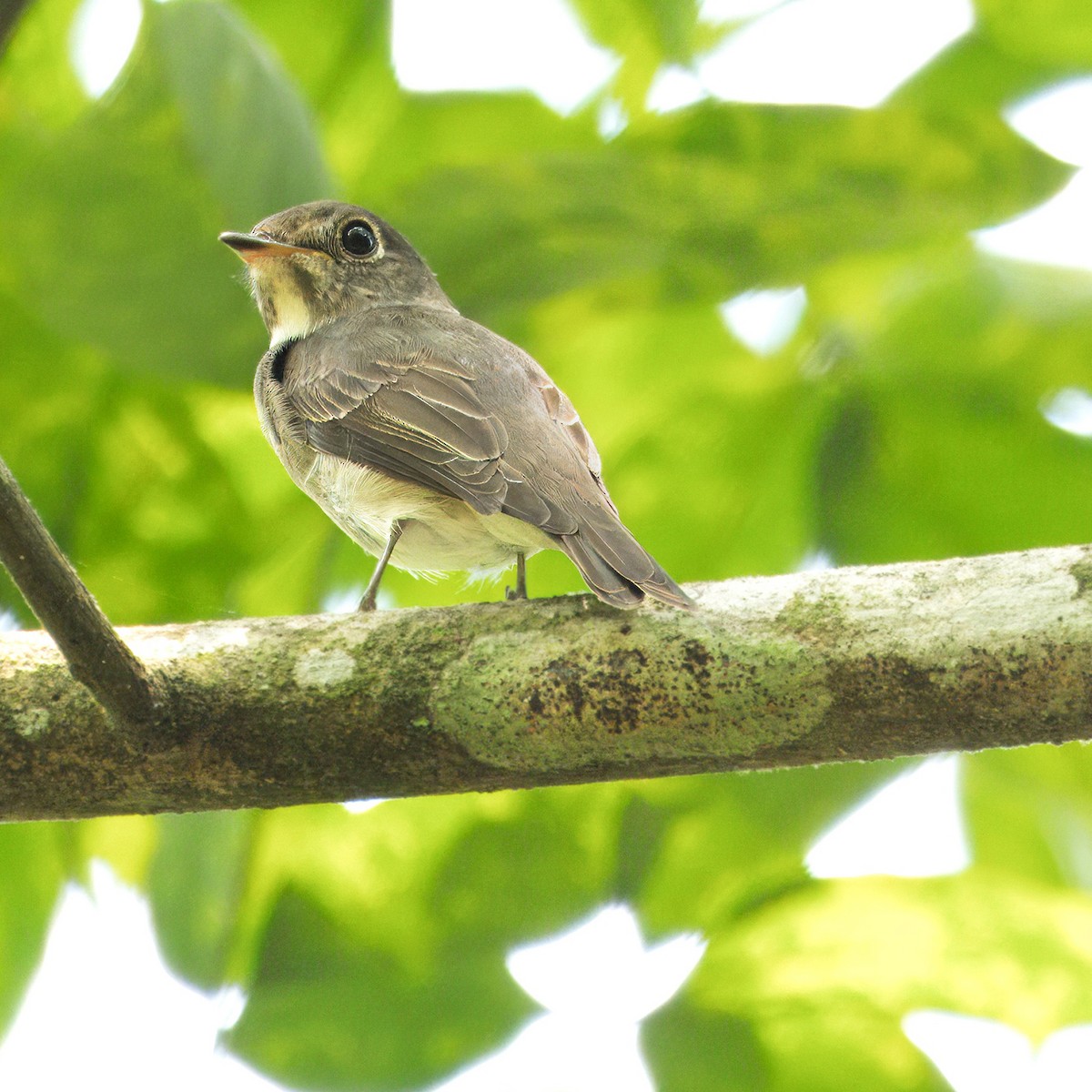 Dark-sided Flycatcher - Ching Chai Liew