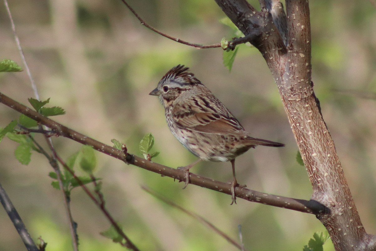 Lincoln's Sparrow - ML618265313