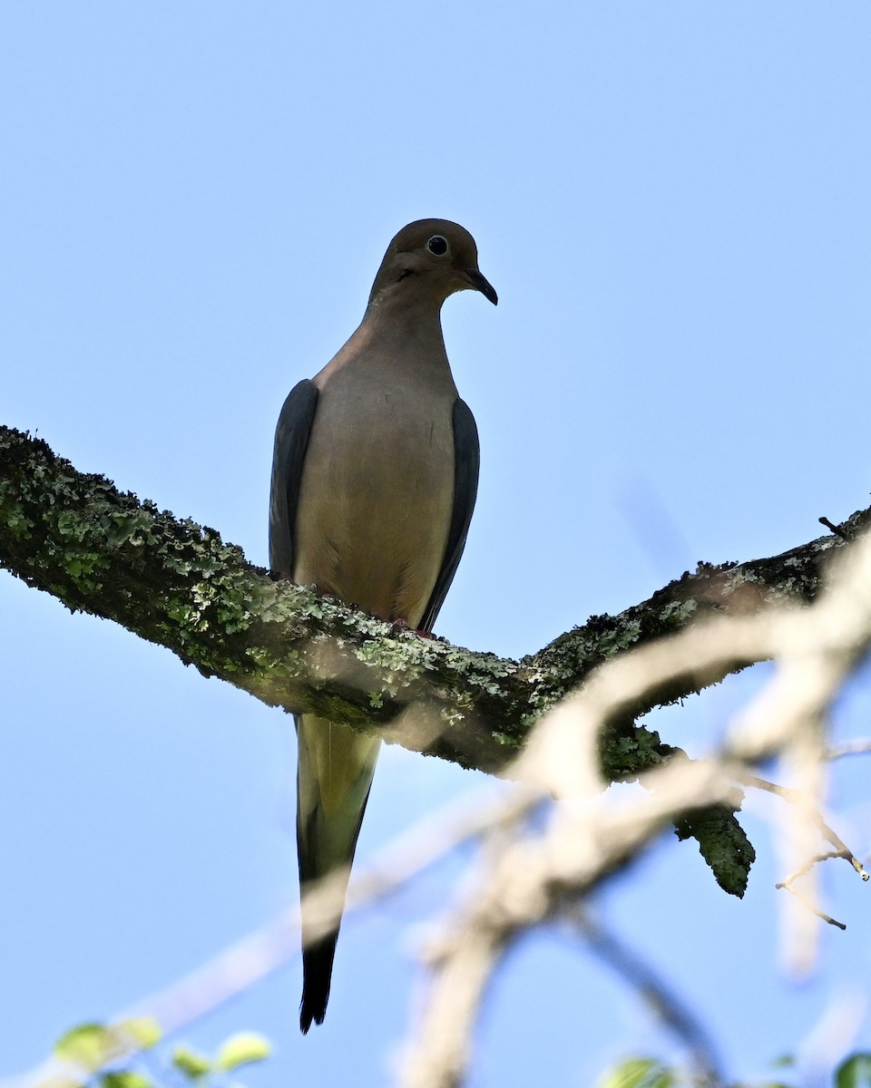 Mourning Dove - ML618265317