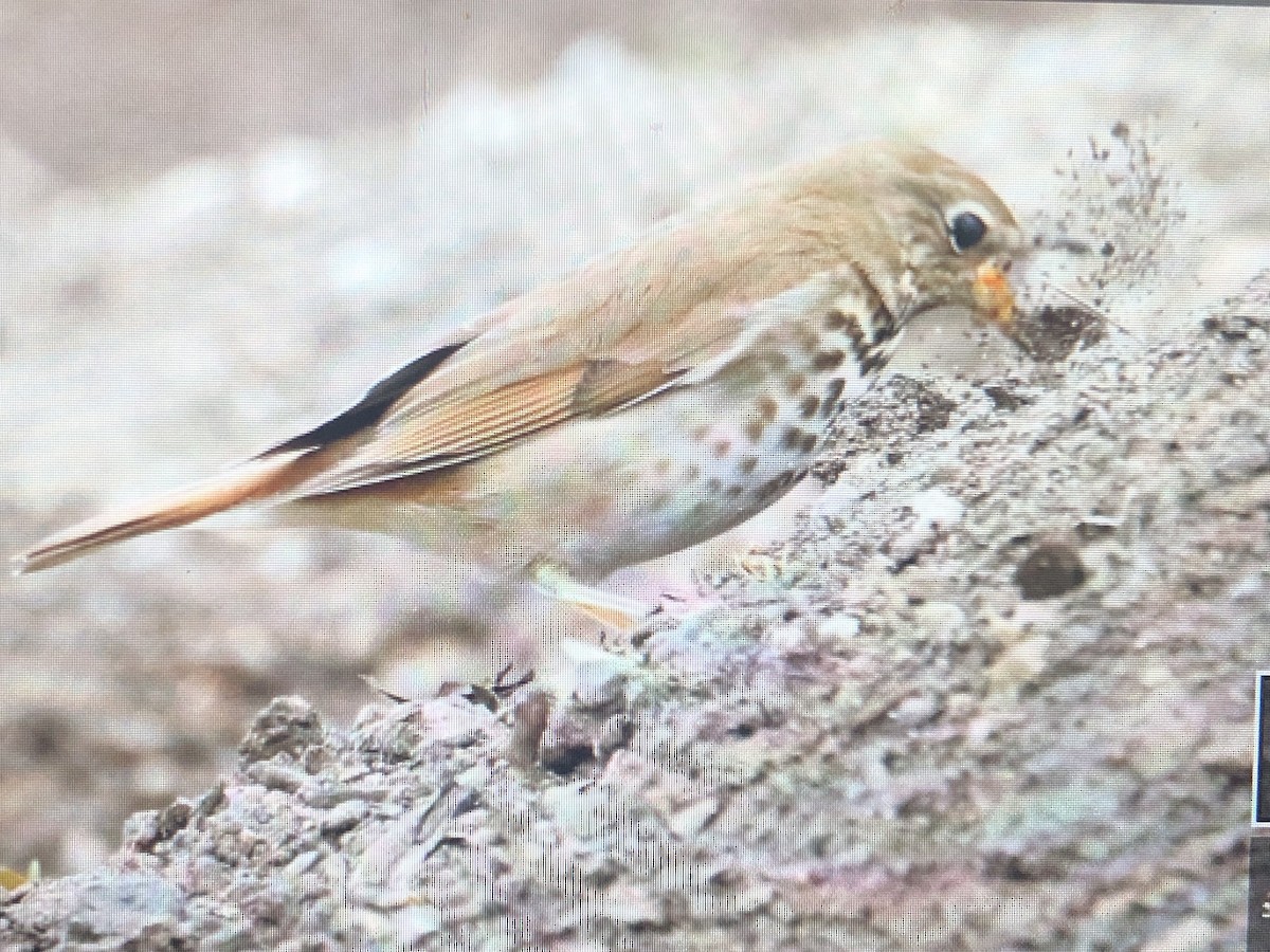 Hermit Thrush - Jules S